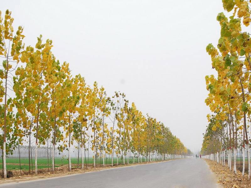 公路建設 公路建設